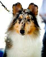 Collies in the ring at grand junction