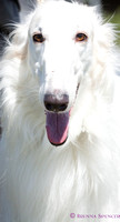 borzoi and lab at glendale