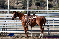 Cutting Horses Cortez 2013