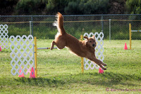 AKC Agility Dolores Day 2