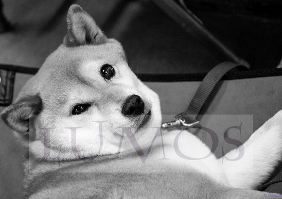shibas in albuq 2013-3