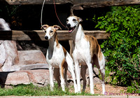whippet and ibizan