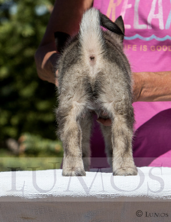 melanie rogers elkhound litter (13 of 591)-5
