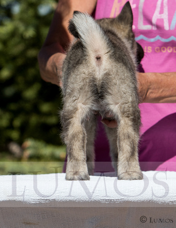 melanie rogers elkhound litter (14 of 591)-6